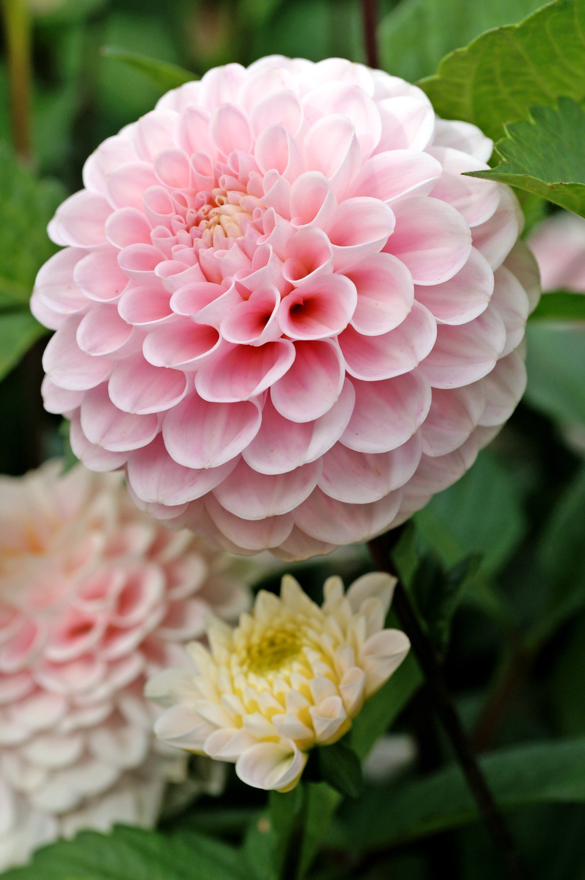 Dahlia Wizard Of Oz (1 Bulb)