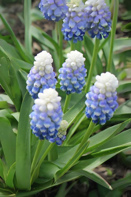 Muscari ‘Mountain Lady’ Bulbs | Precious Plants