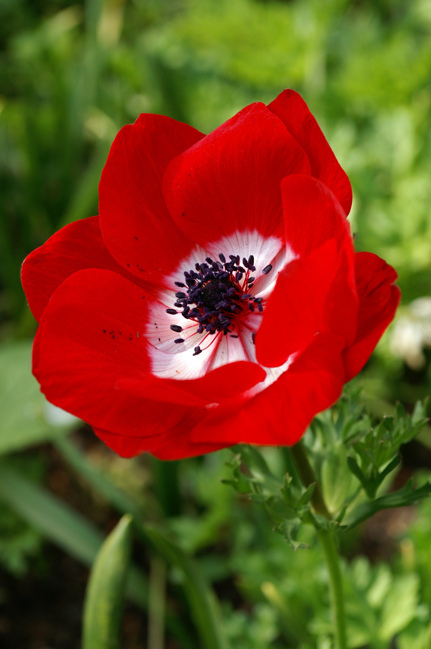 Anemone Hollandia