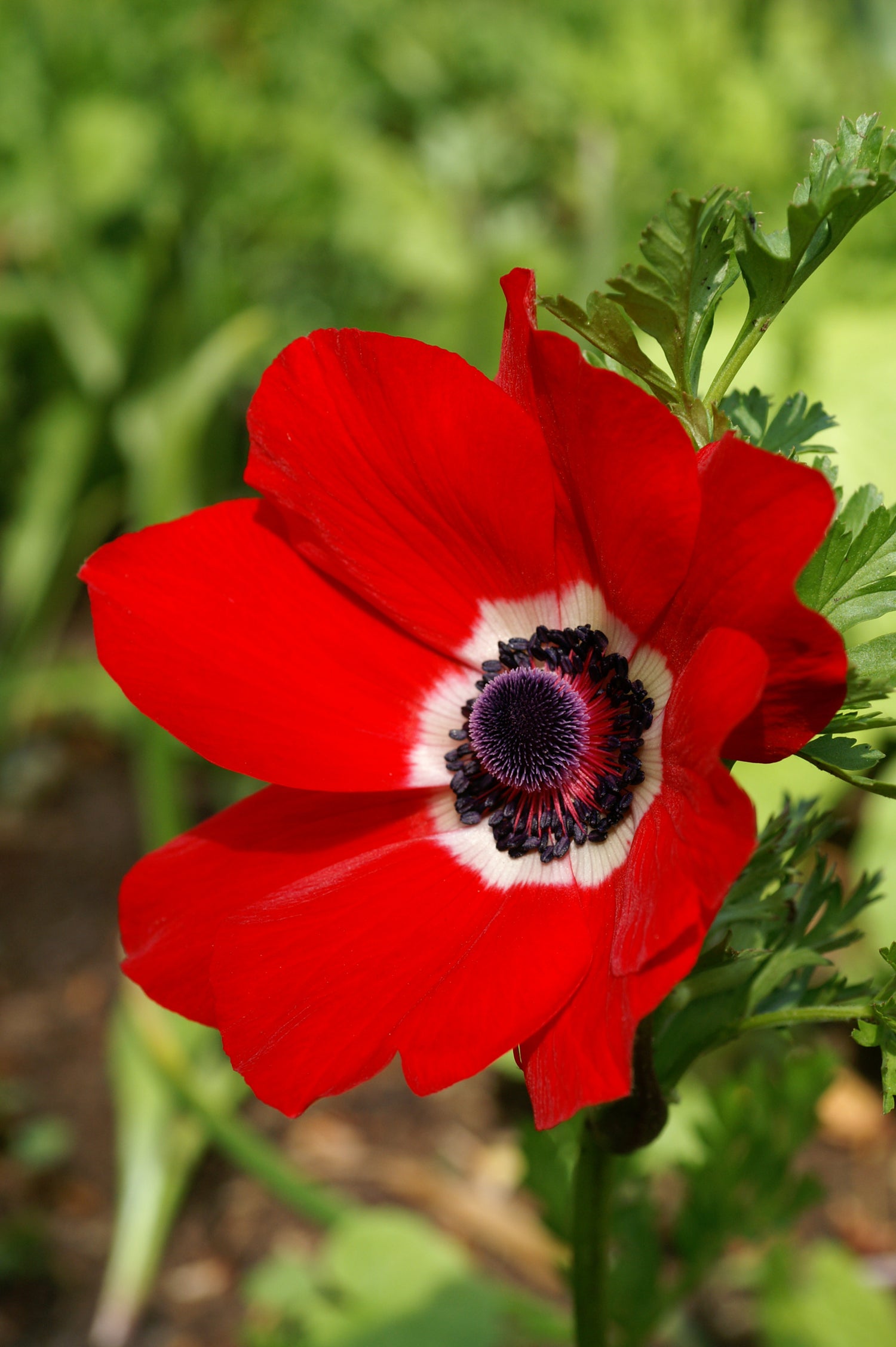 Anemone Hollandia