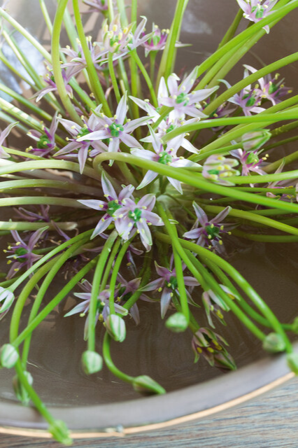 Allium schubertii Bulbs | Precious Plants