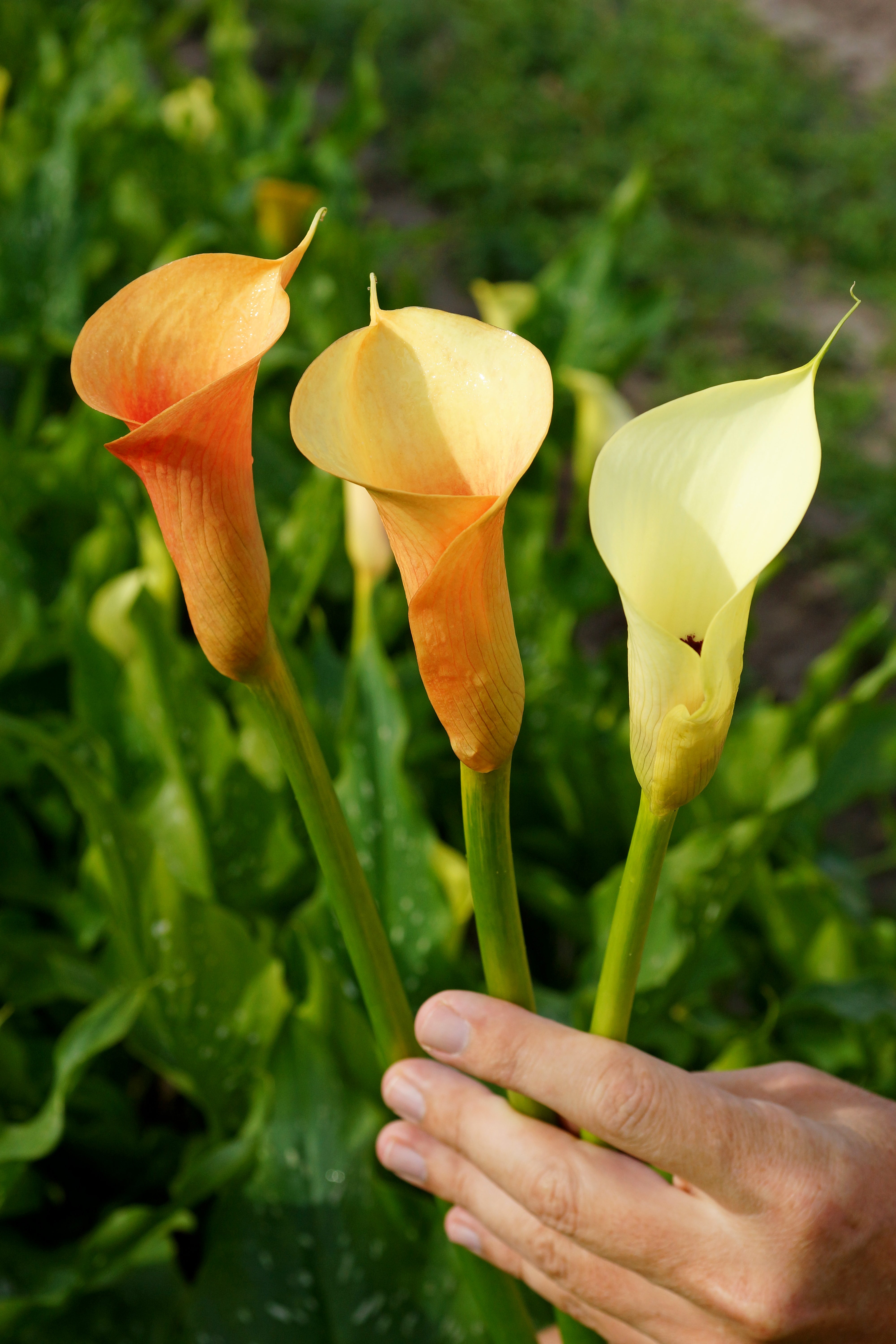 Patio City Garden Pot Calla