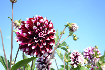 Dahlia Decorative Edinburgh (1 Bulb)