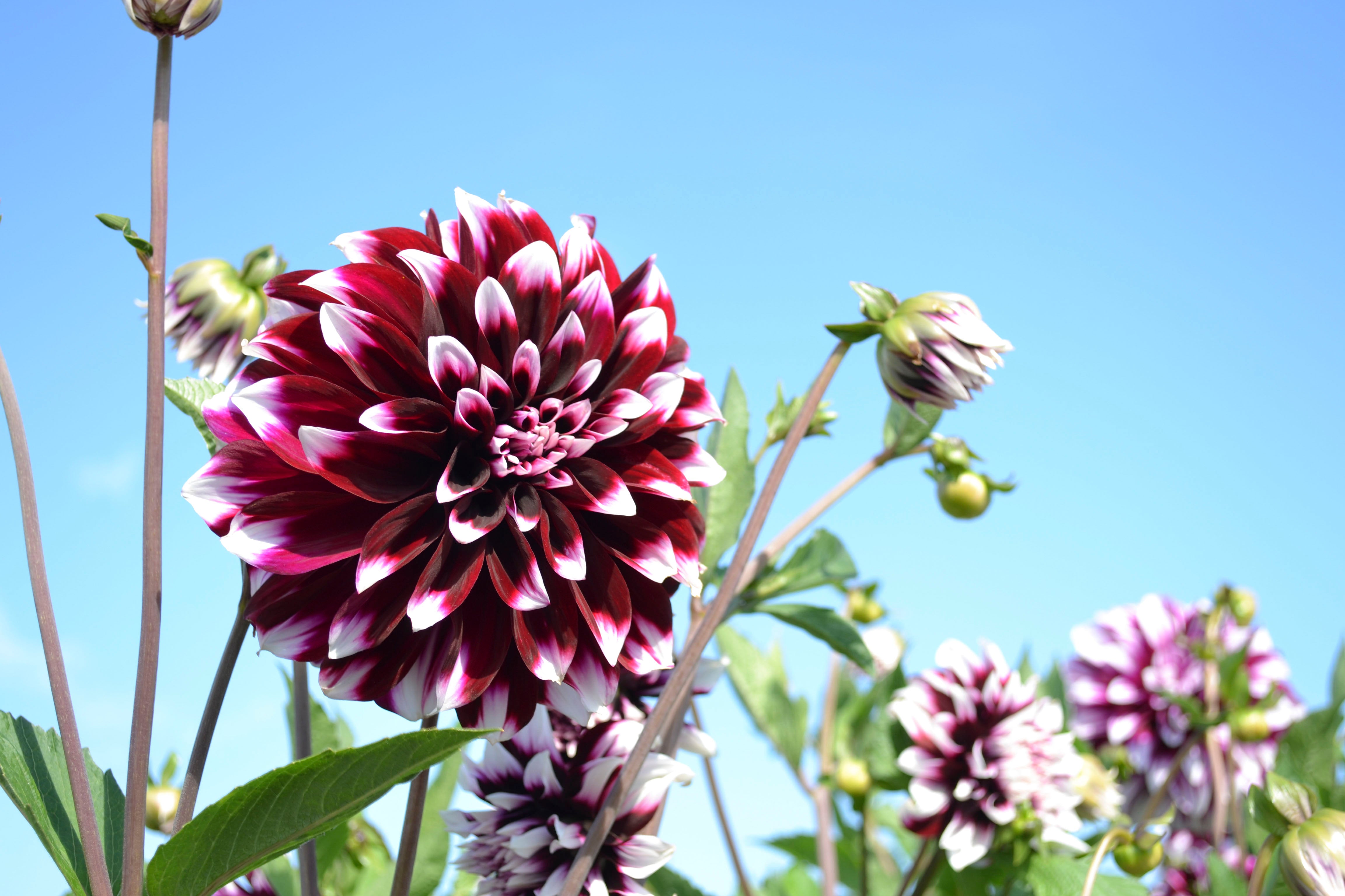 Dahlia Decorative Edinburgh (1 Bulb)