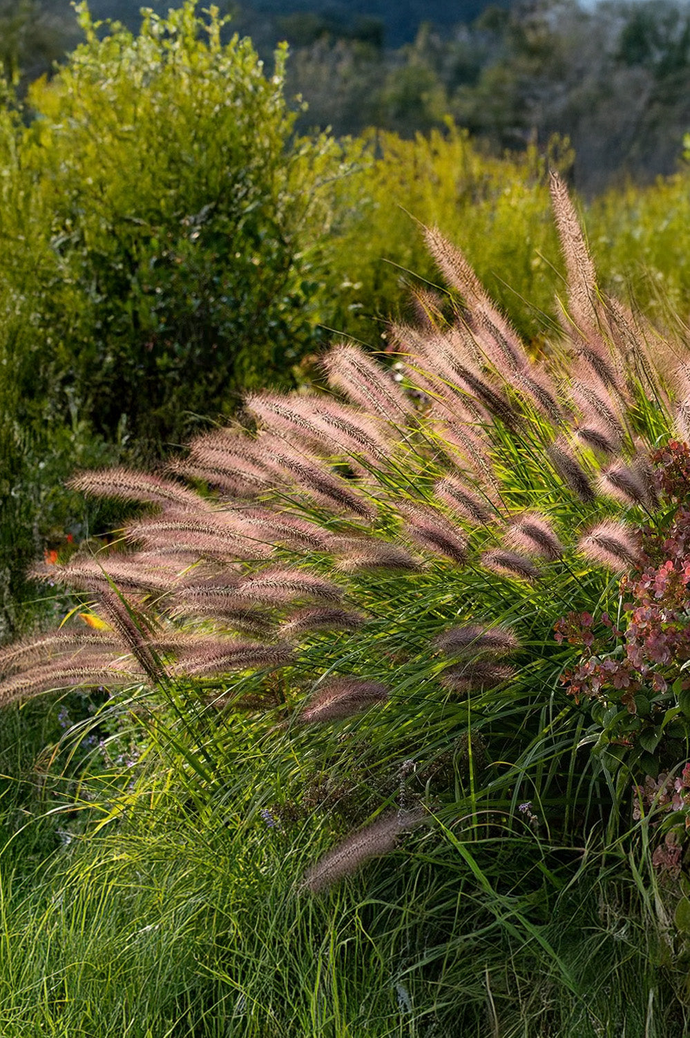 Pennisetum Alopecuroides