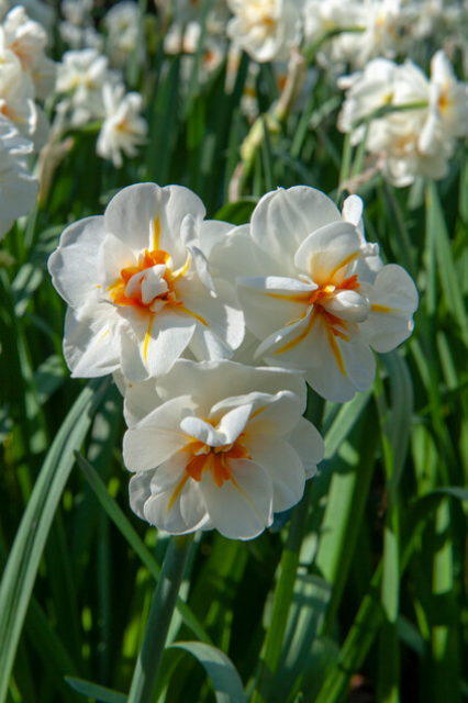 Narcissus ‘Sir Winston Churchill’ Bulbs | Precious Plants