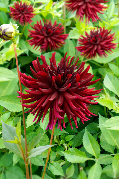 Dahlia Nuit D'Été