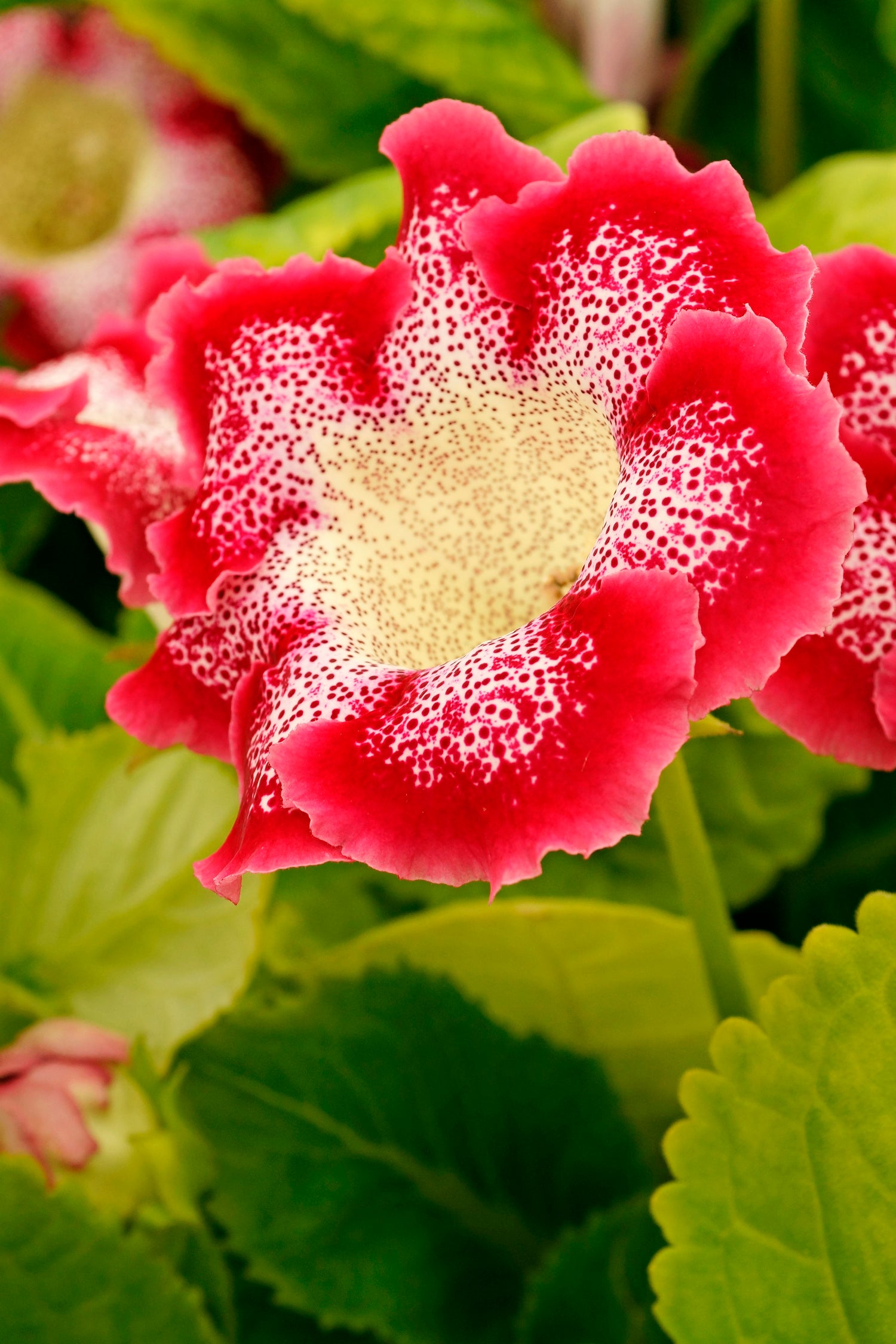 Gloxinia Tigrinum Red