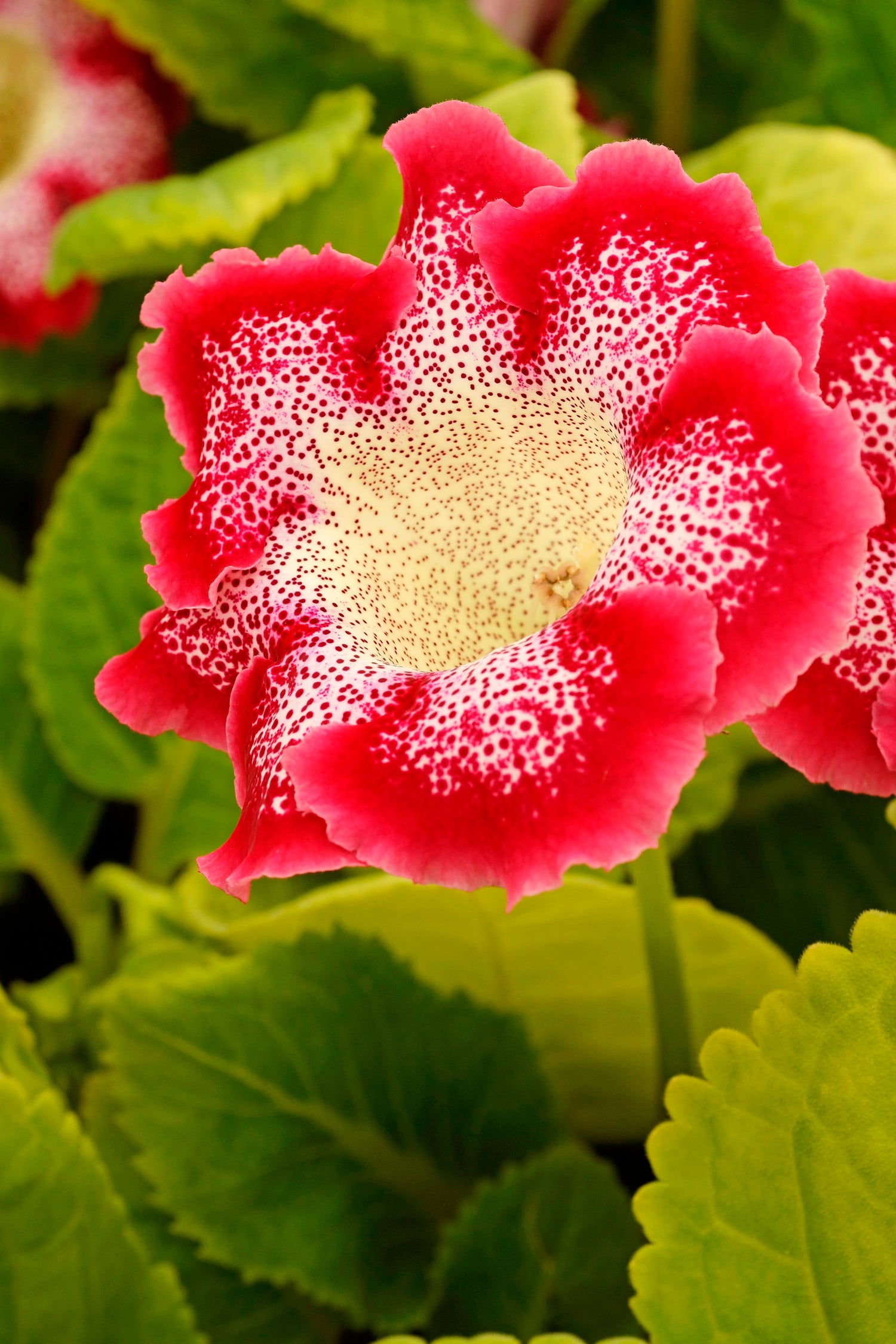 Gloxinia Tigrinum Red