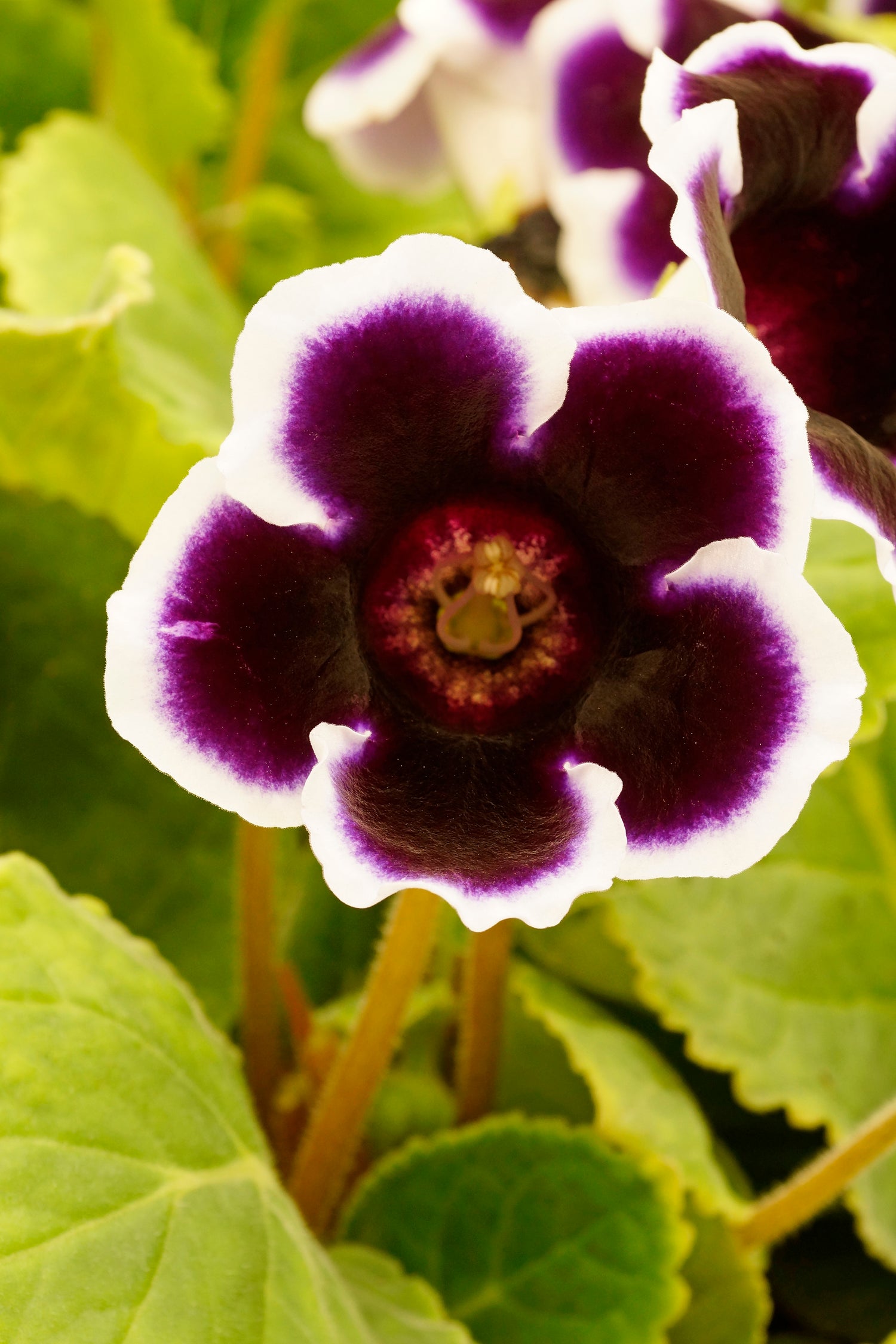 Gloxinia Kaiser Wilhelm