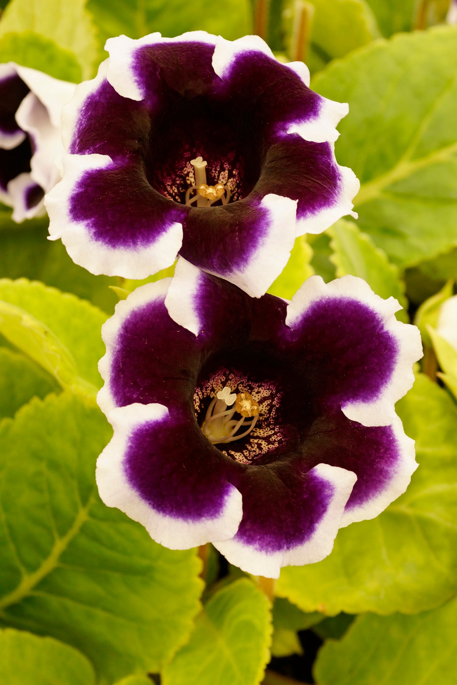 Gloxinia Kaiser Wilhelm