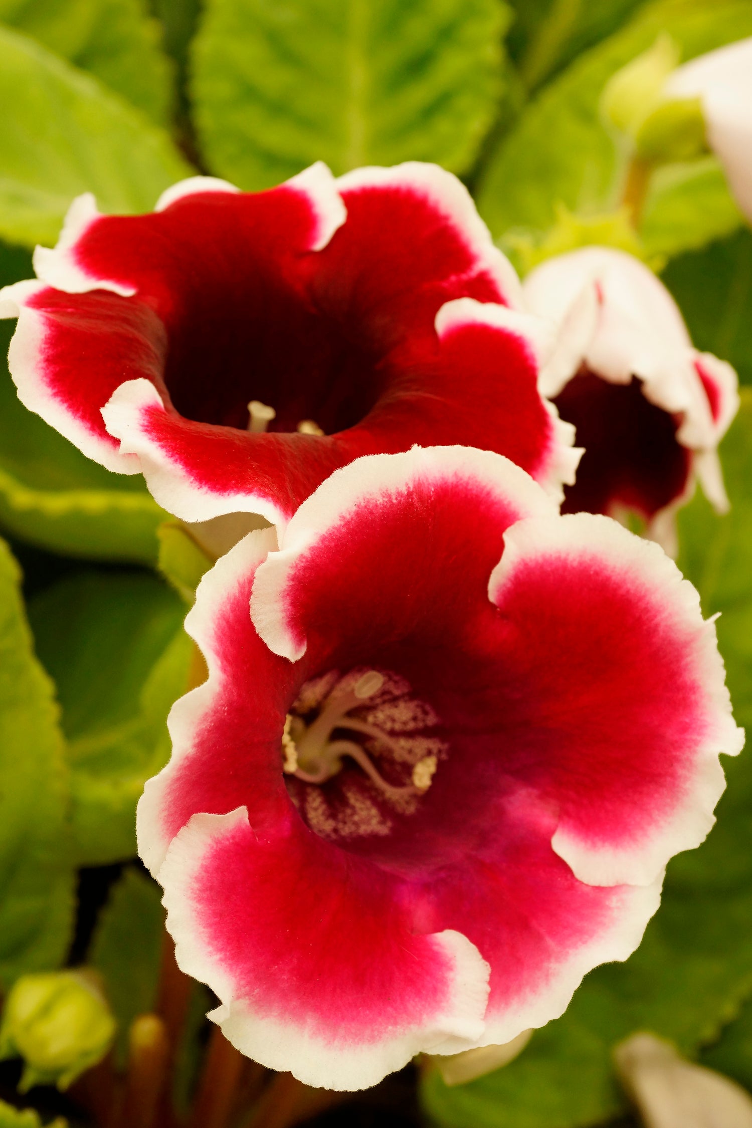 Gloxinia Kaiser Friedrich