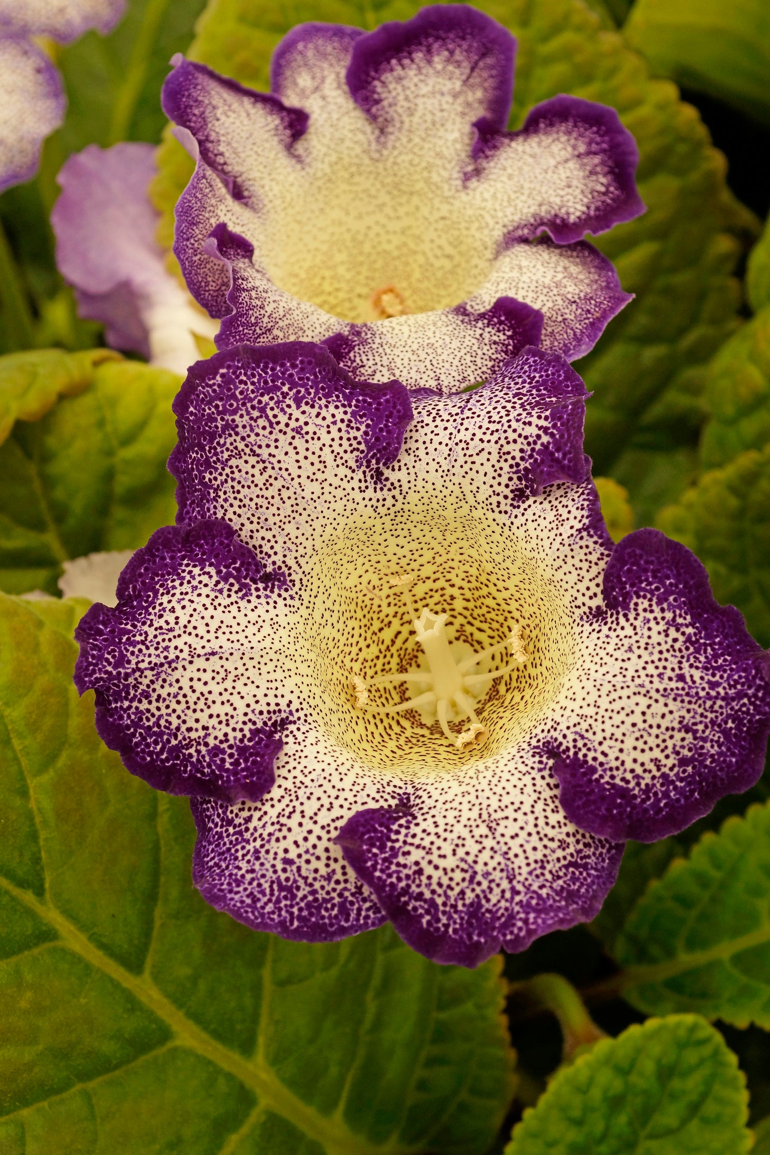 Gloxinia Tigrinum Blue