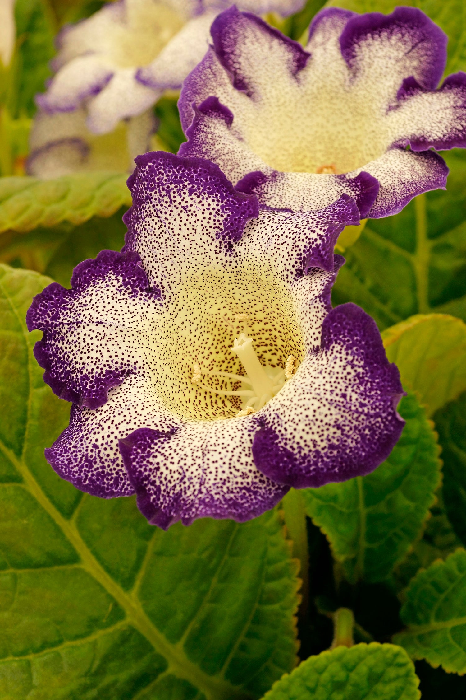 Gloxinia Tigrinum Blue