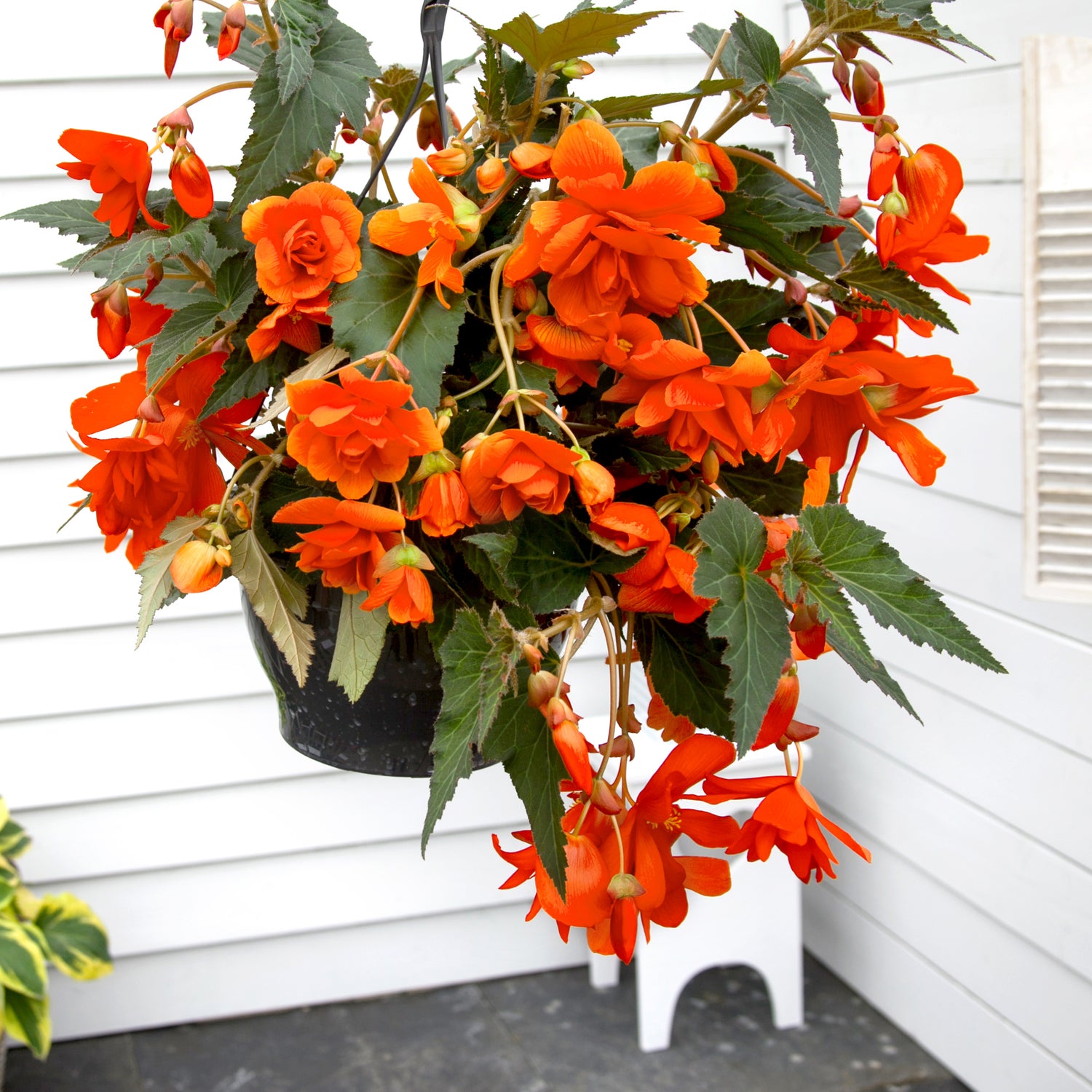 Begonia Pendula Orange