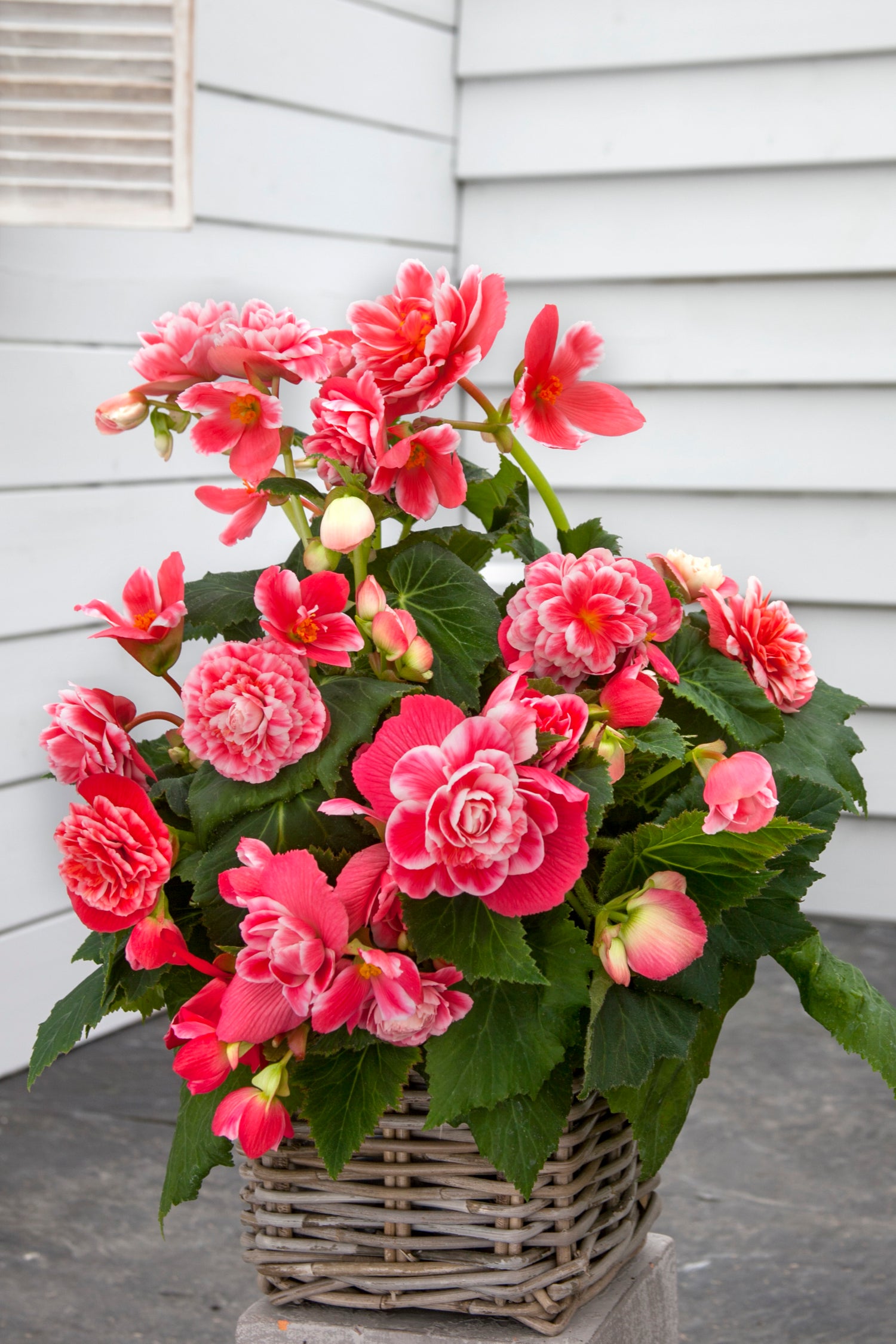 Begonia Camelia Flora