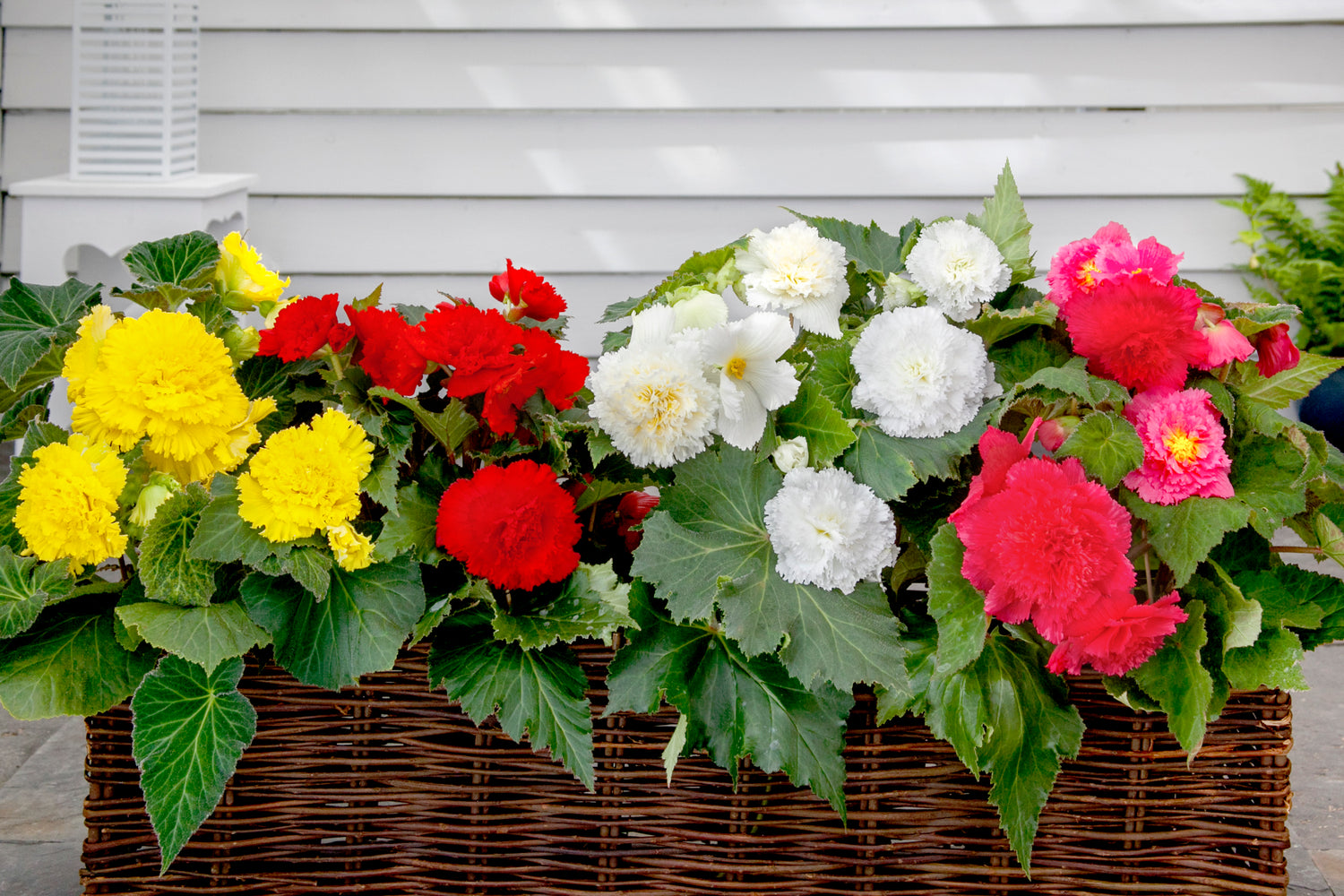 Begonia Fimbriata Mix