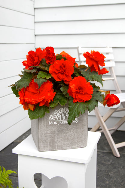 Begonia Non Stop Orange