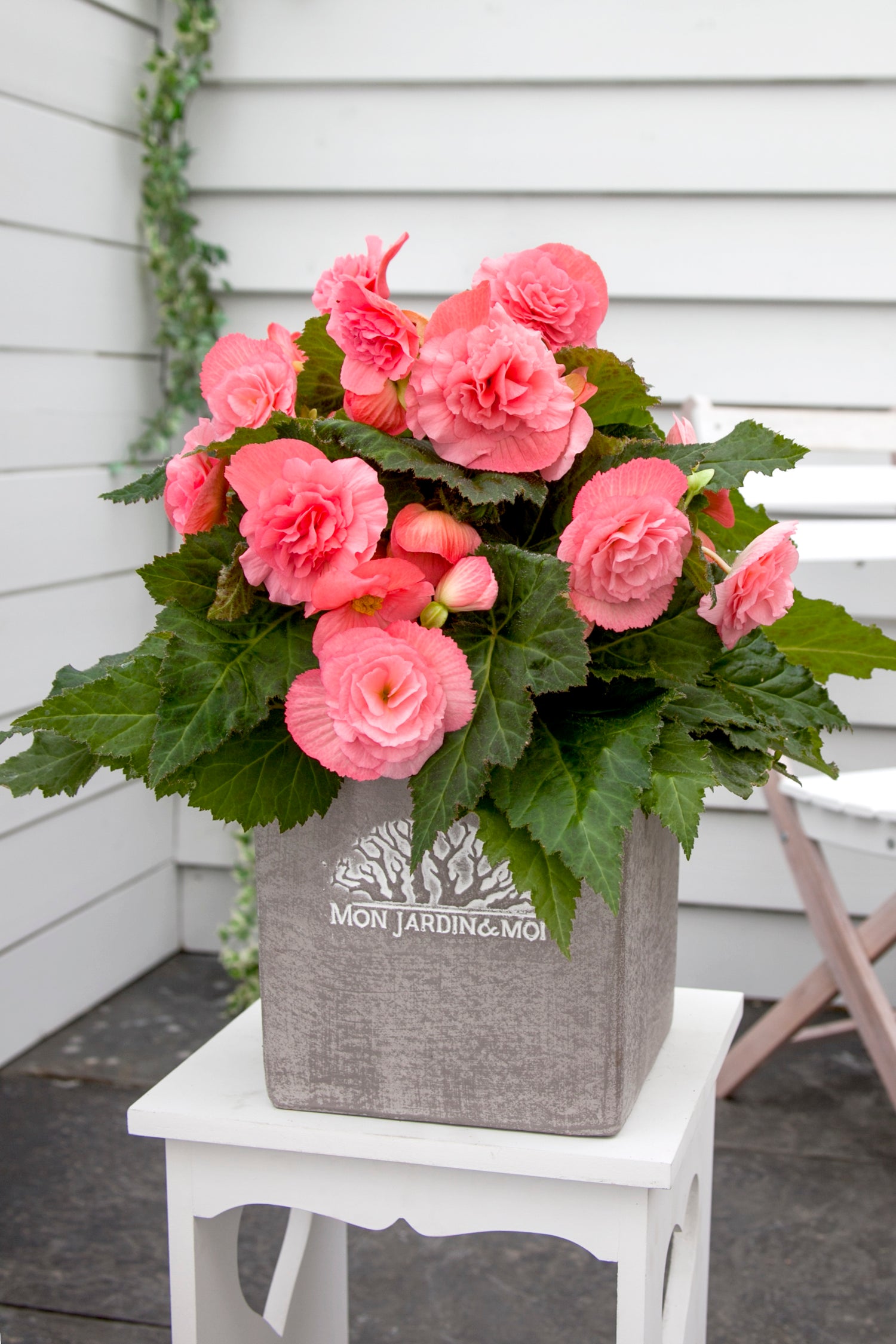 Begonia Non Stop Pink