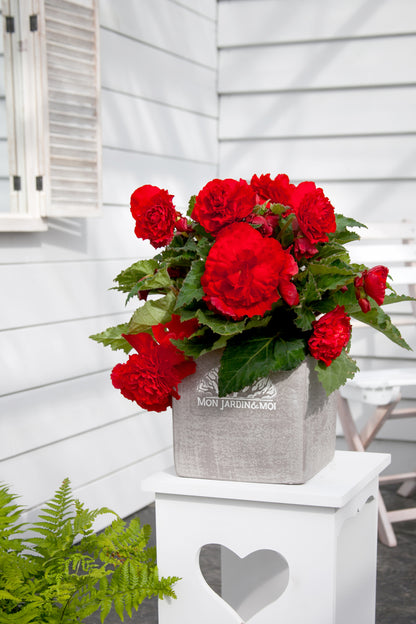 Begonia Non Stop Red