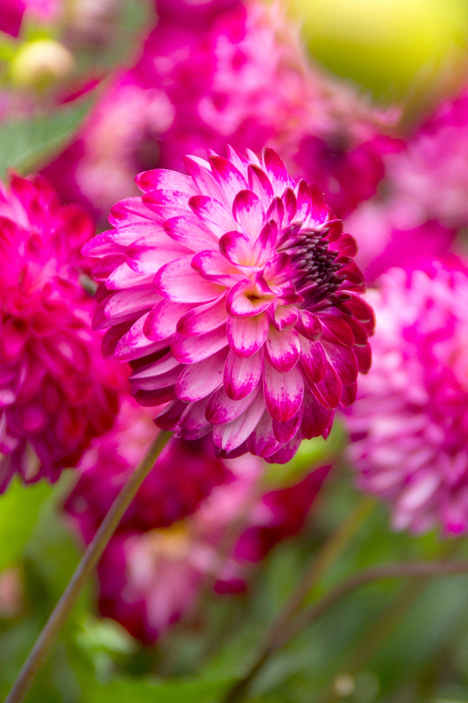 Dahlia Pink Isa