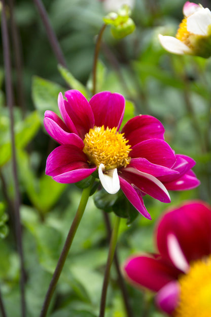 Dahlia Twynings Smartie