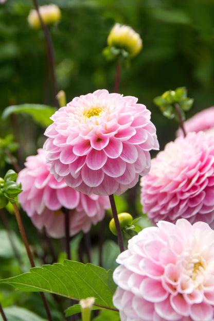 Dahlia Wizard Of Oz (1 Bulb)