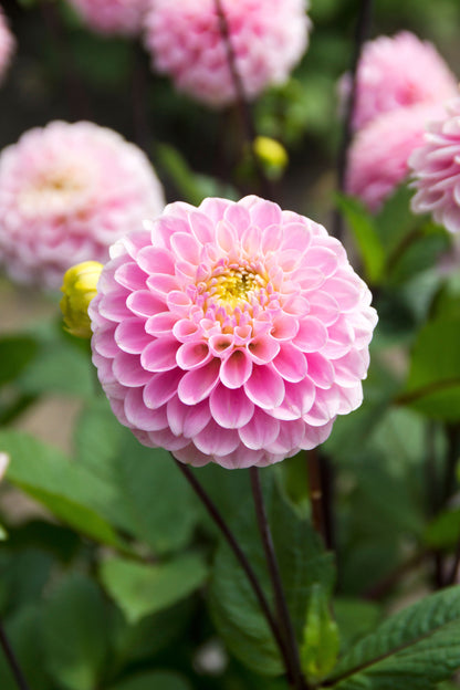 Dahlia Wizard Of Oz (1 Bulb)