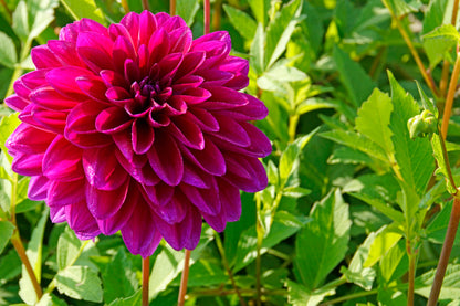 Dahlia Decorative Le Baron