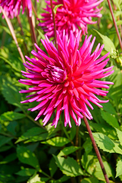 Dahlia Cactus Purple Gem