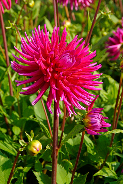 Dahlia Cactus Purple Gem