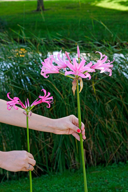 Nerine Bowdenii