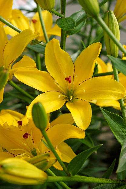 Lilium Asiatic Yellow