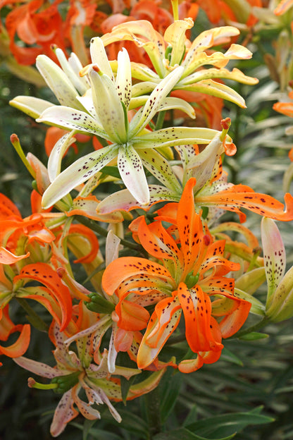 Lilium Must See