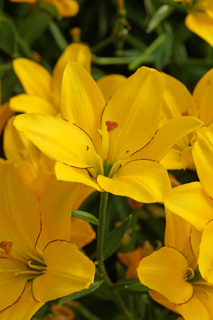 Lilium Asiatic Yellow
