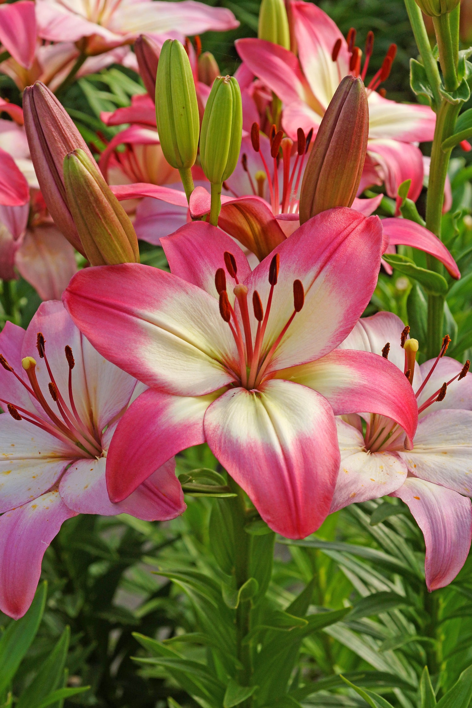 Lilium Asiatic Levi