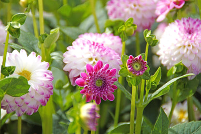 Dahlia Pink Isa