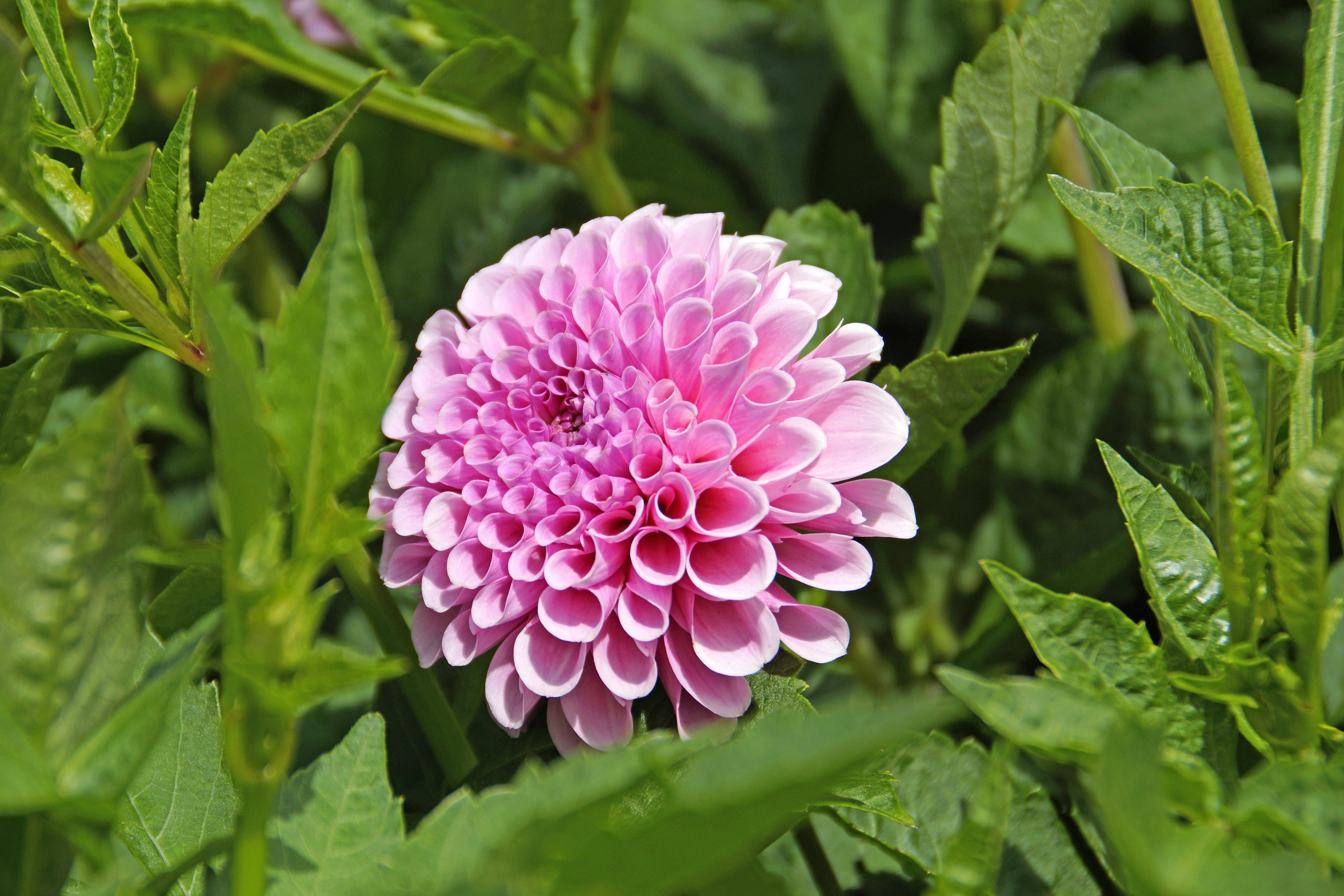 Dahlia Pompon Stolze Von Berlin