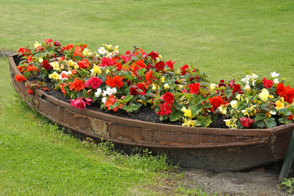 Begonia Double Mix