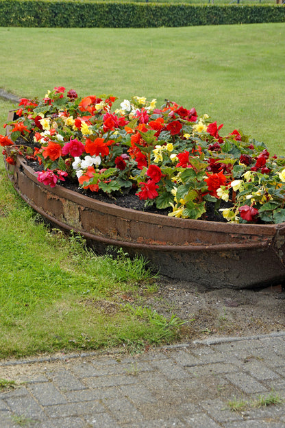 Begonia Double Mix