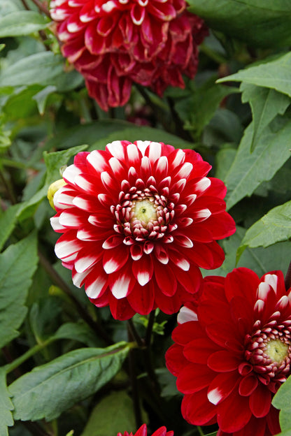 Dahlia Park Little Tiger