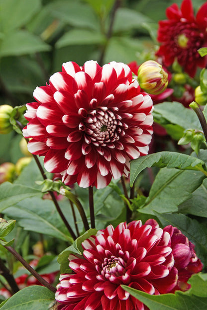 Dahlia Park Little Tiger