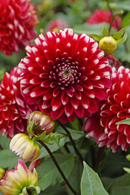 Dahlia Park Little Tiger