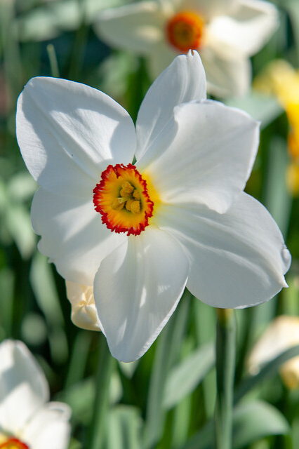 Narcissus recurvus Bulbs | Precious Plants