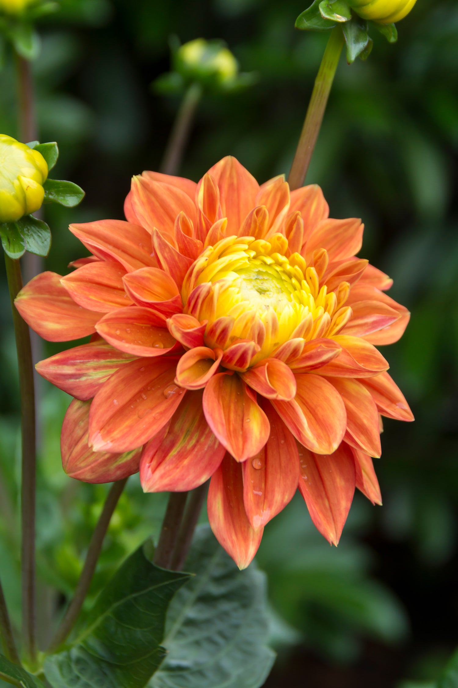 Dahlia Tropical Sunset