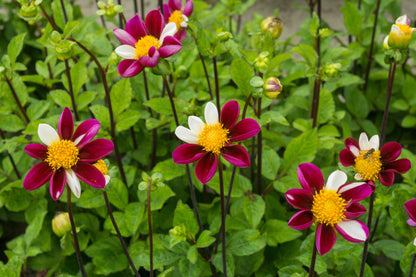 Dahlia Twynings Smartie