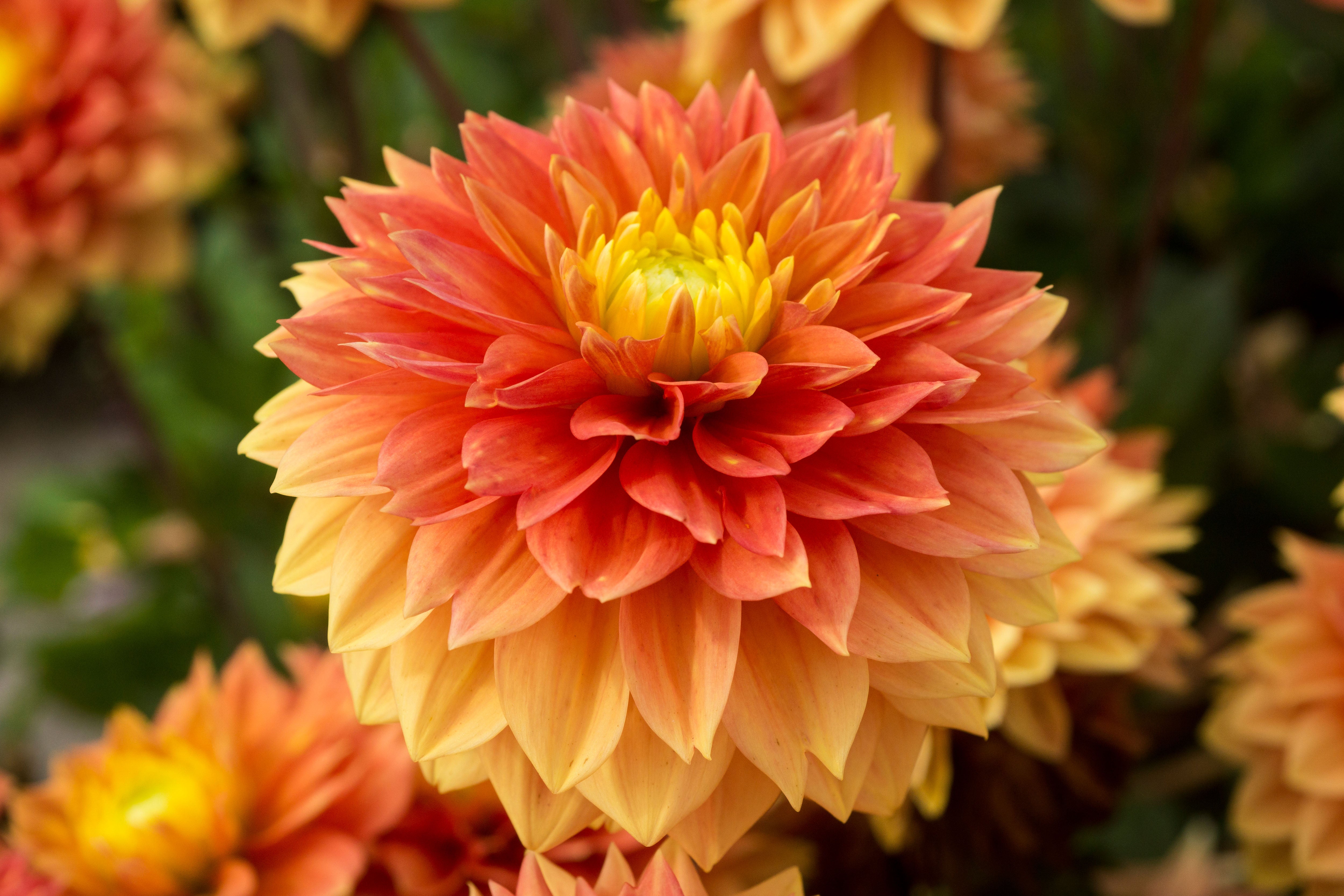 Dahlia Tropical Sunset