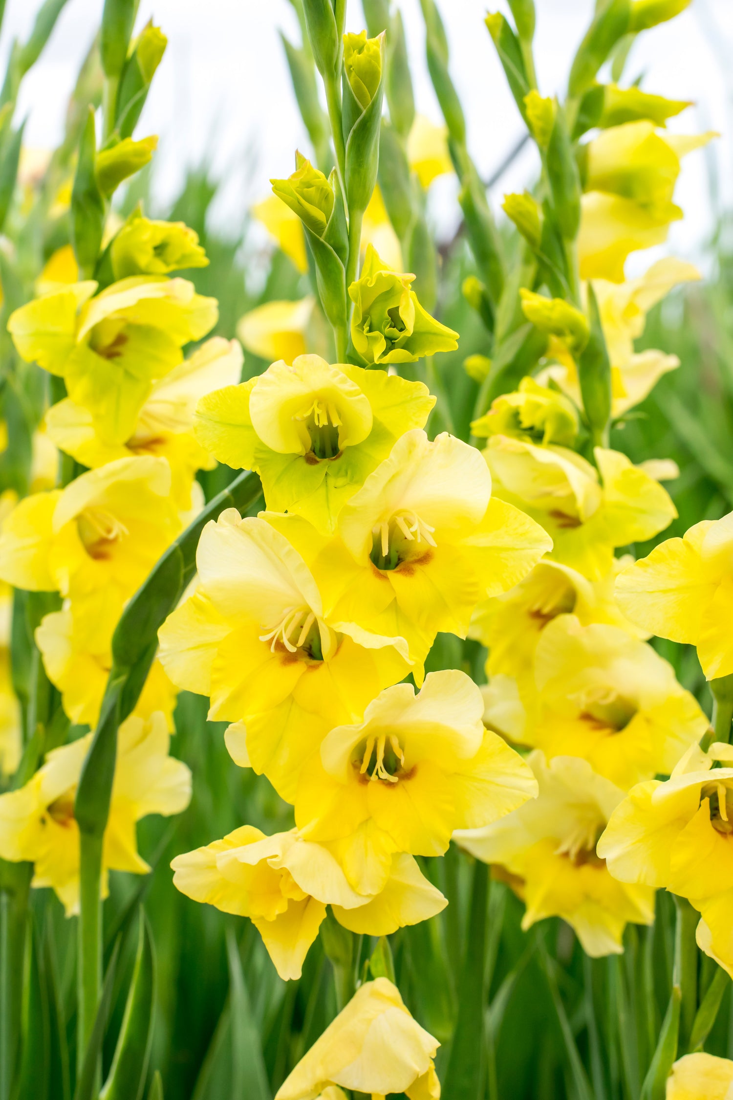 Gladiolus Maxial