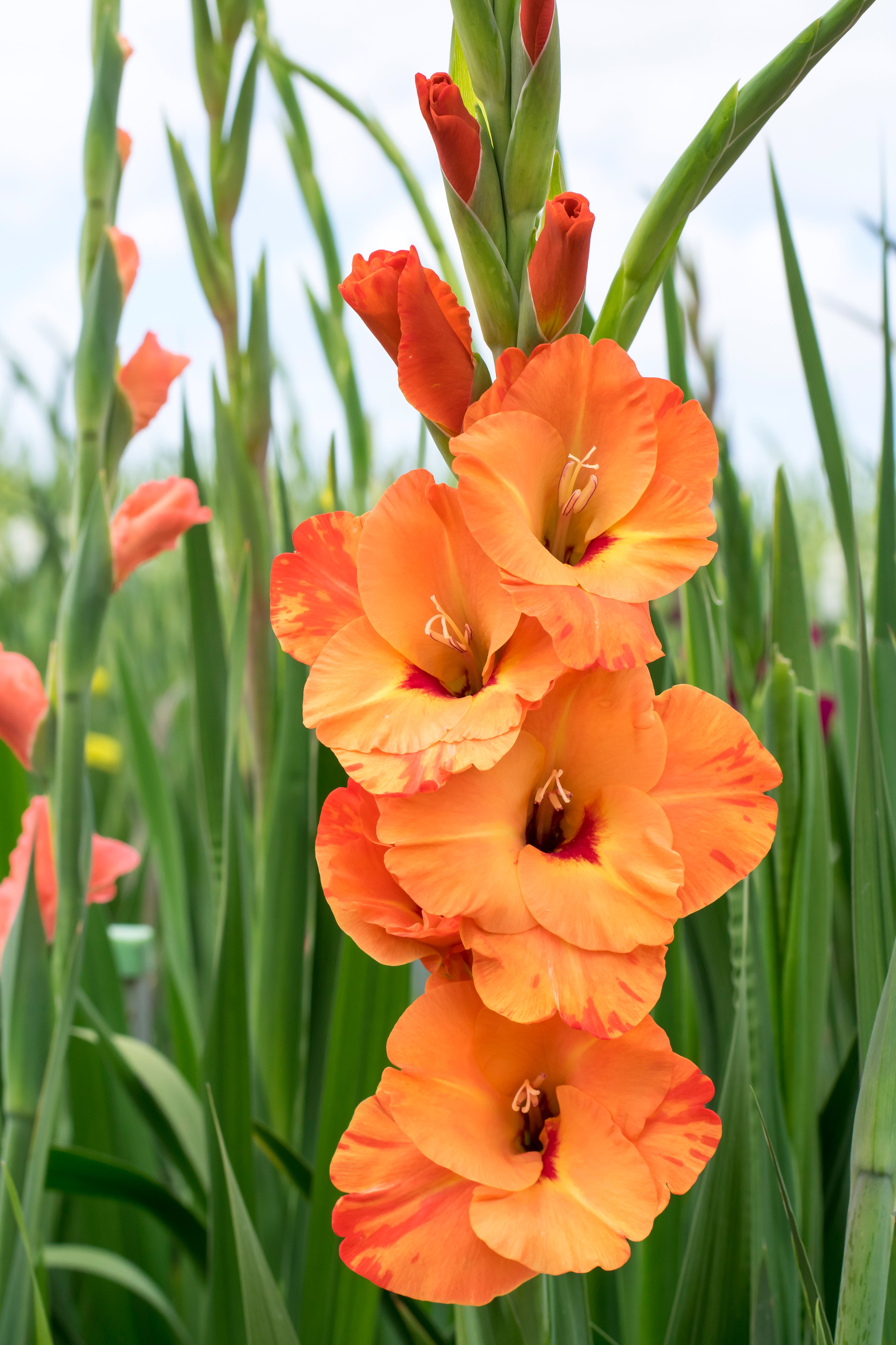 Gladiolus Princess Margaret Rose