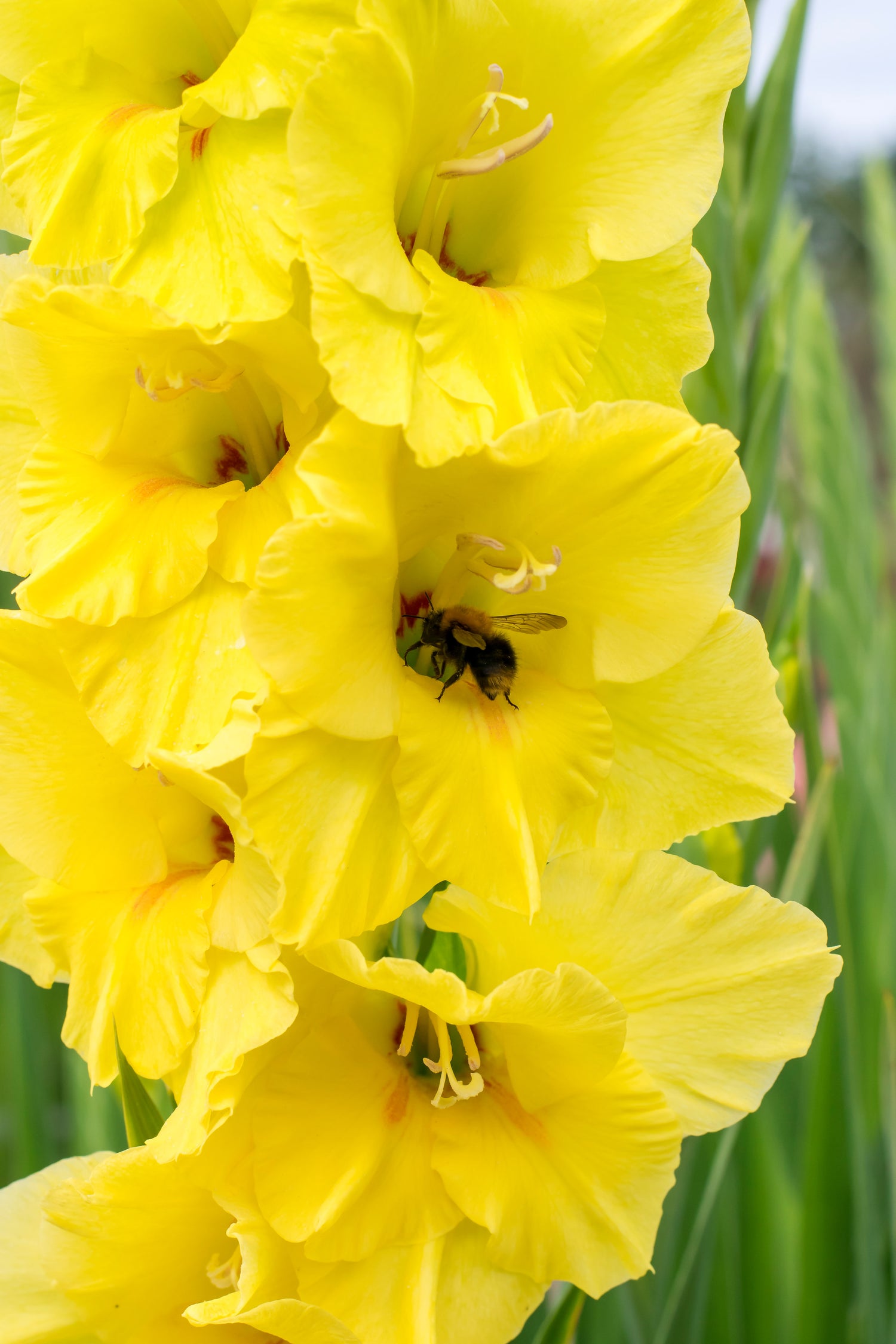 Gladiolus Nova Lux